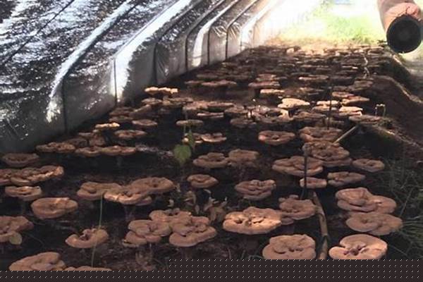 九叶灵芝草原是谁的