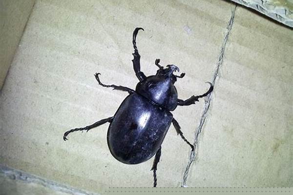甲虫之王是什么甲虫