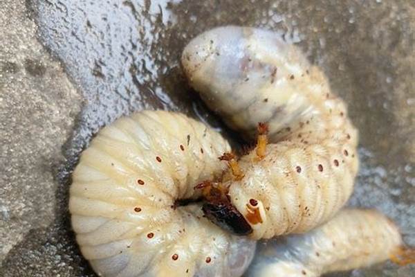 怎样捕捉独角仙的幼虫