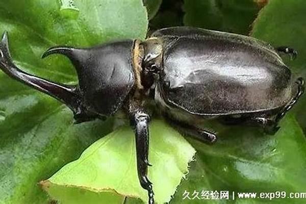 捕捉独角仙犯法吗