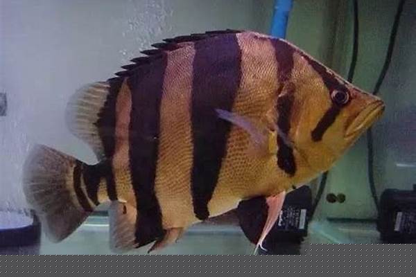 萨瑟里斯虎鱼钓不到(萨瑟里斯虎鱼坐标)